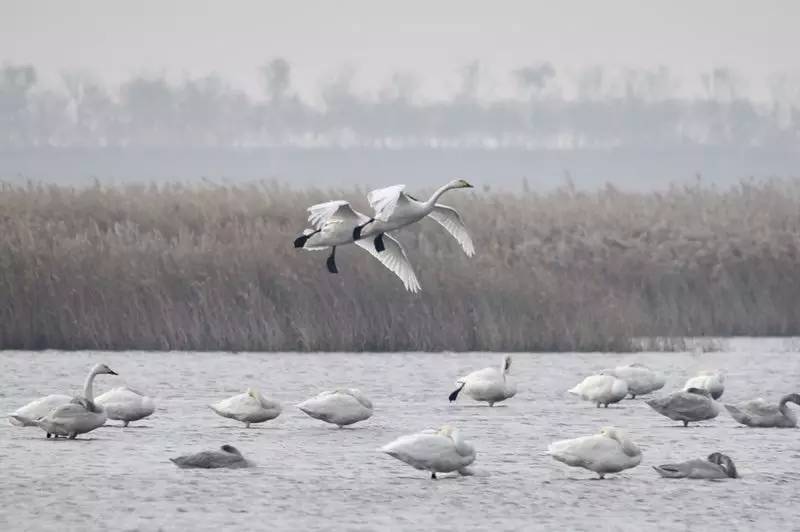 天津北大港湿地打造鸟类乐土_中国城市建设