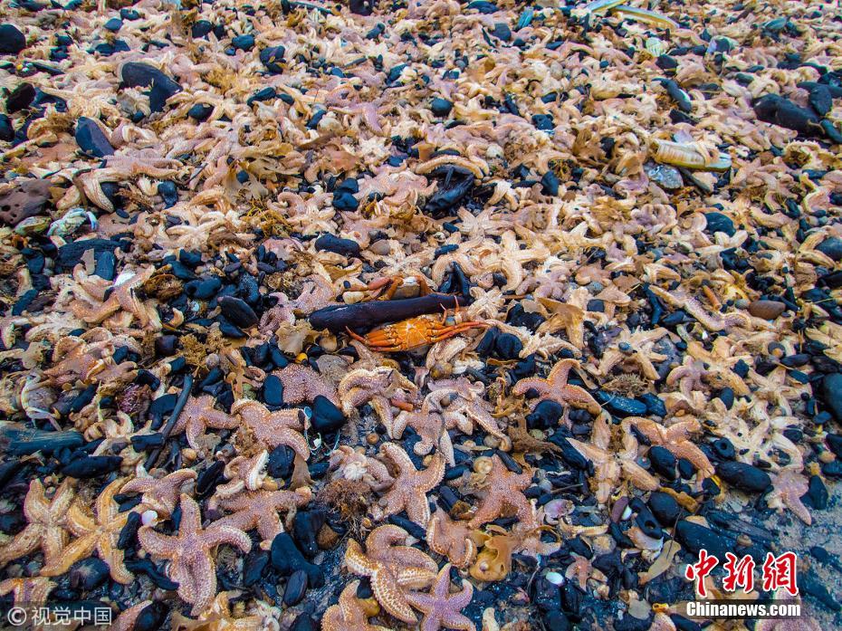 成千上万海星“侵占”英海滩场面壮观