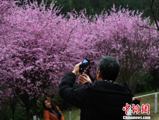 春日重庆红梅绽放吸引民众踏青游玩