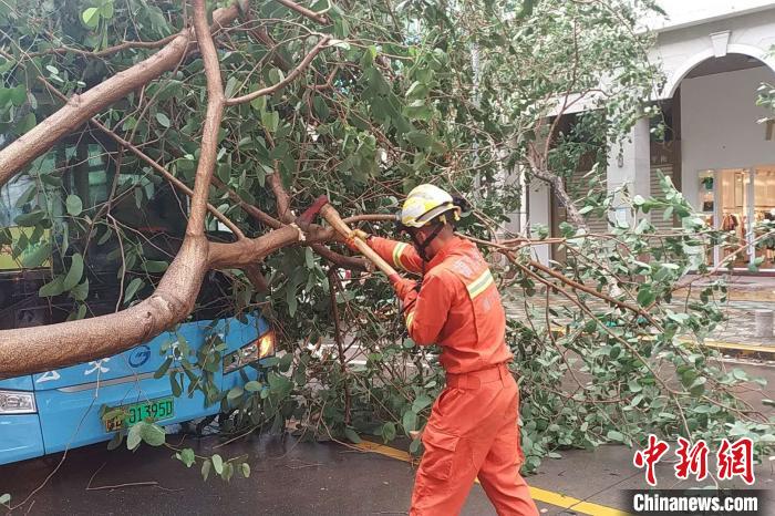 台风“米克拉”吹倒大树 厦门公交车被压