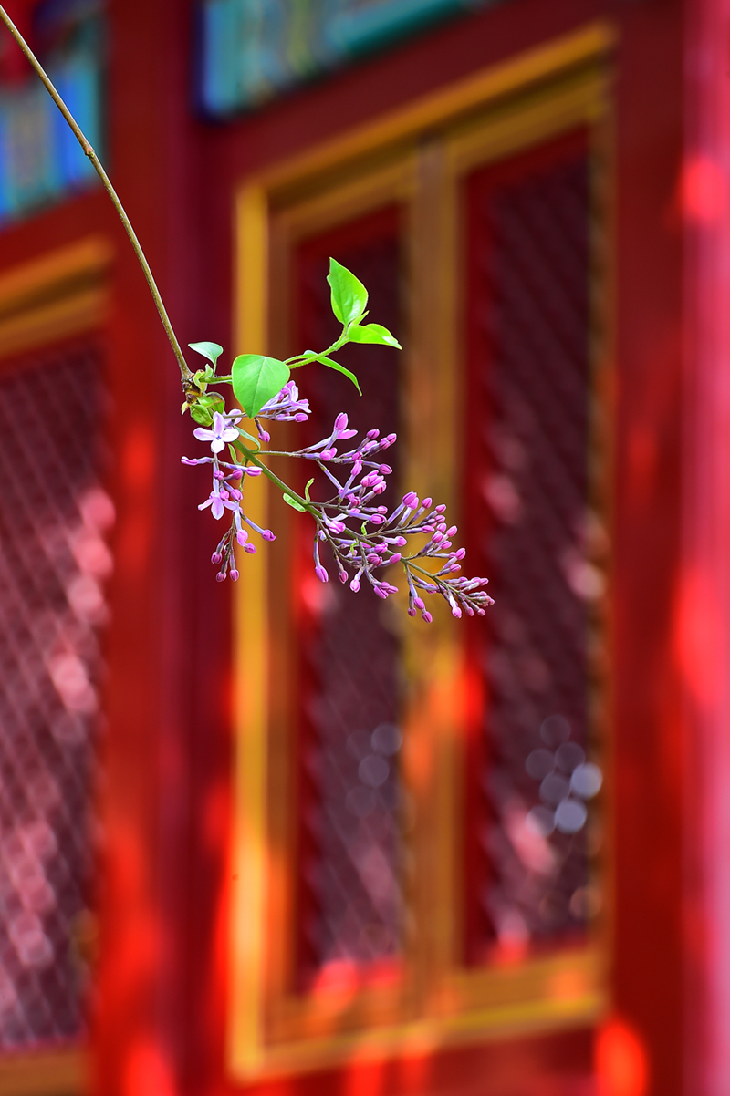 北京故宫红墙黄瓦映春花