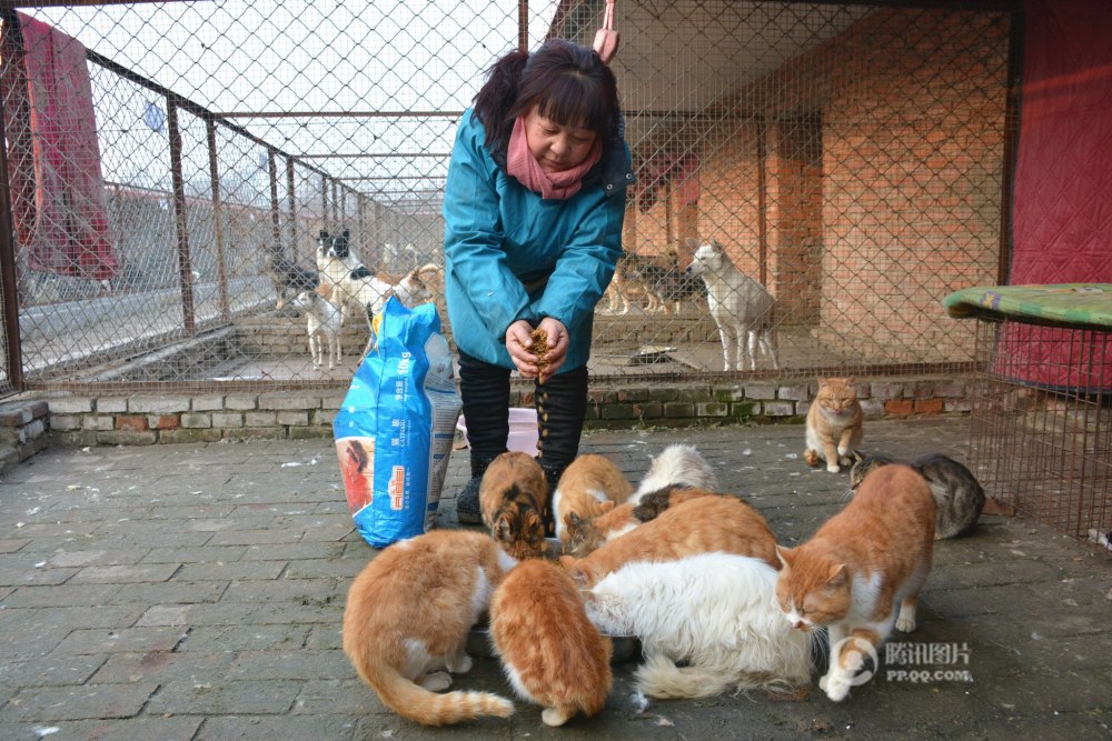 武汉流浪猫狗救助中心图片