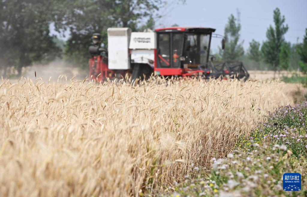 山东：&ldquo;三夏&rdquo;大忙进行时 